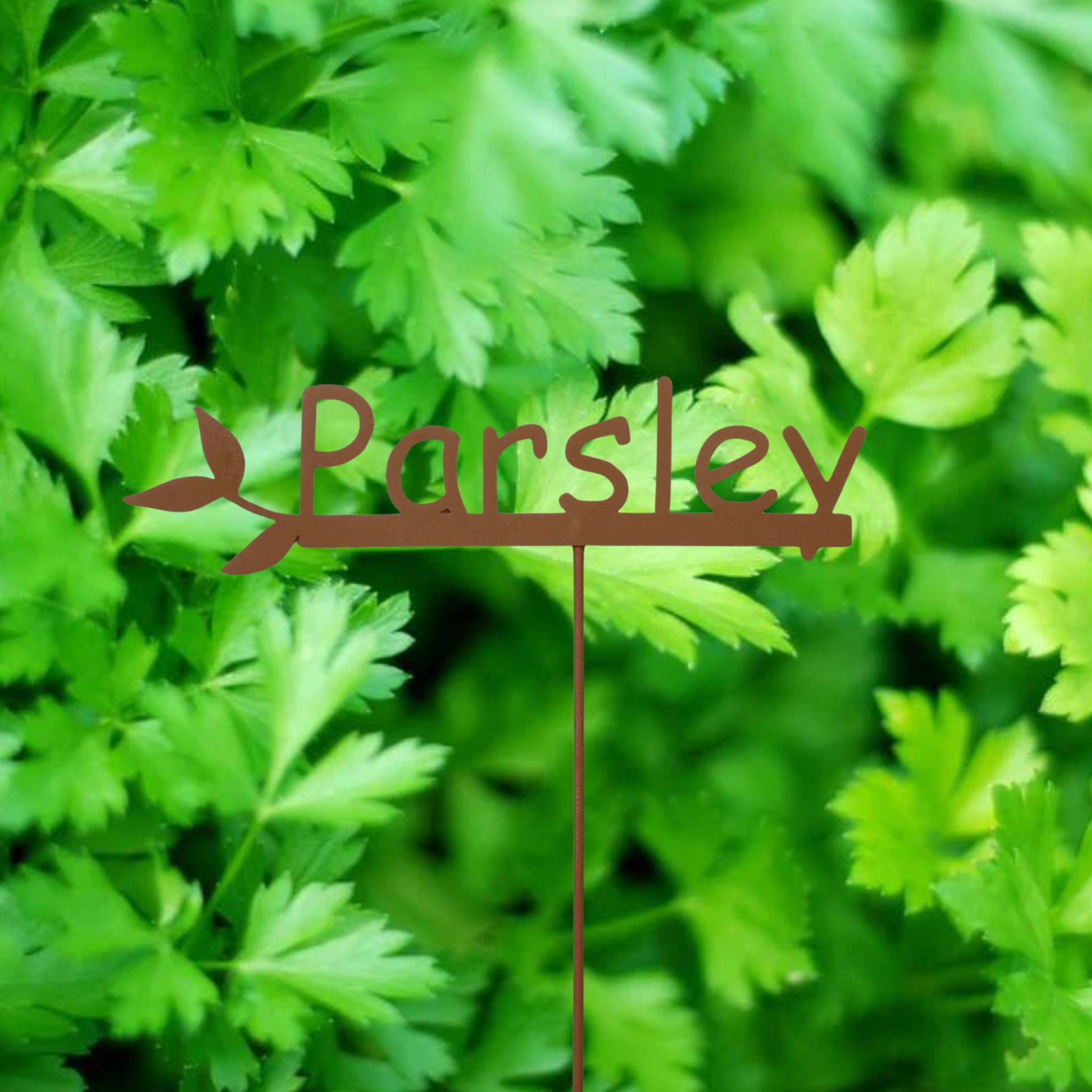 Parsley Garden Stake