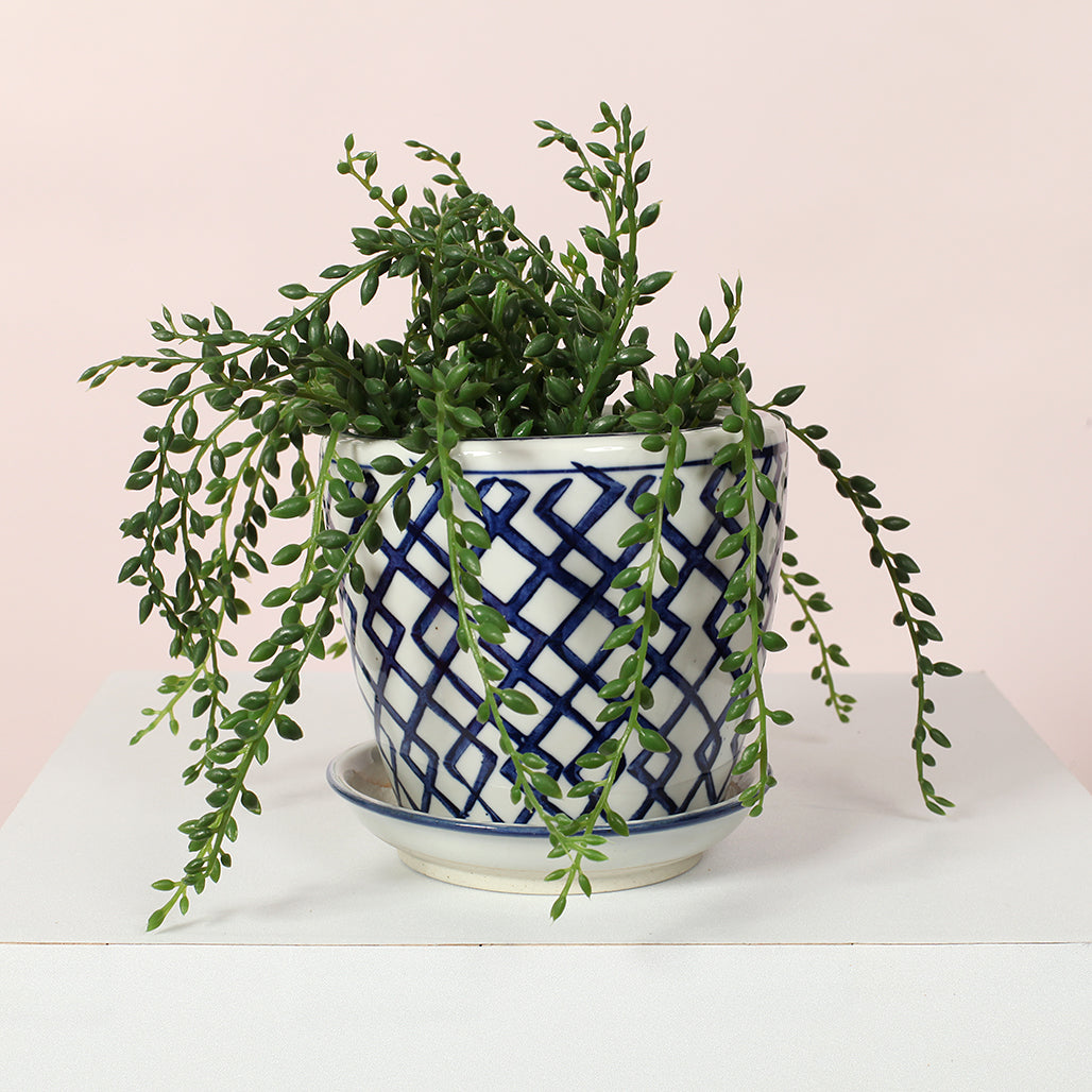 Link Ceramic Planter