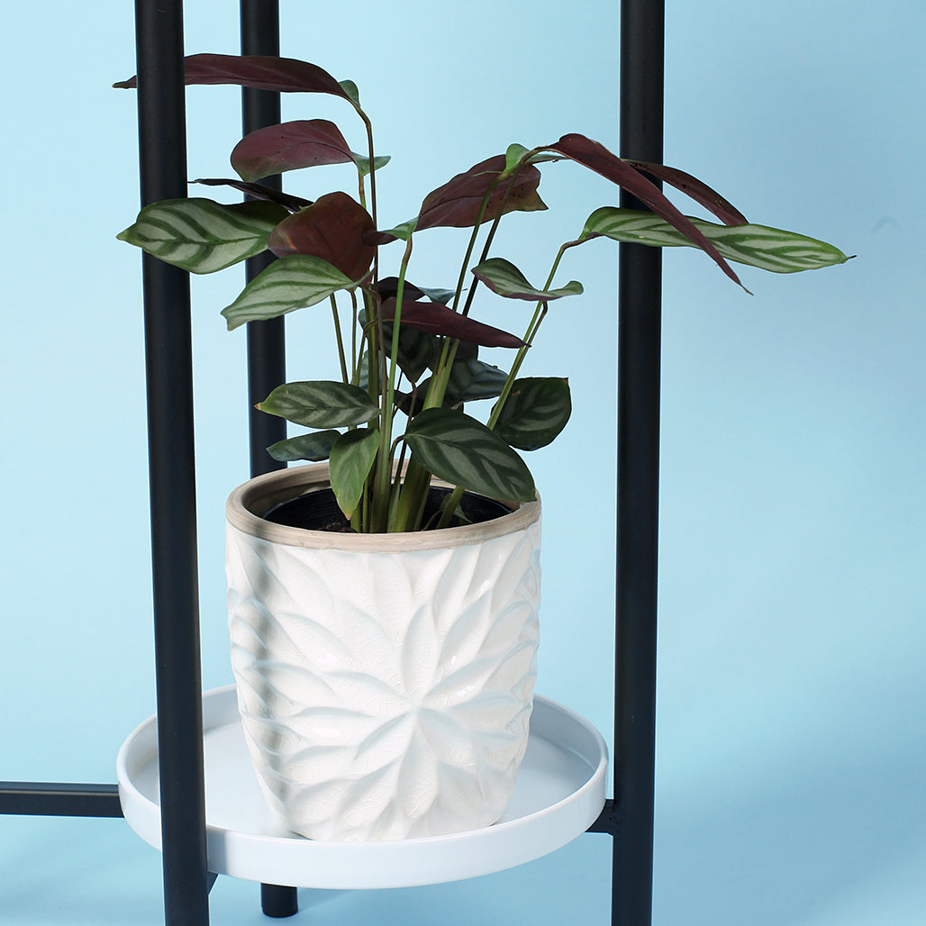 Ava Embossed Floral Ceramic Planter