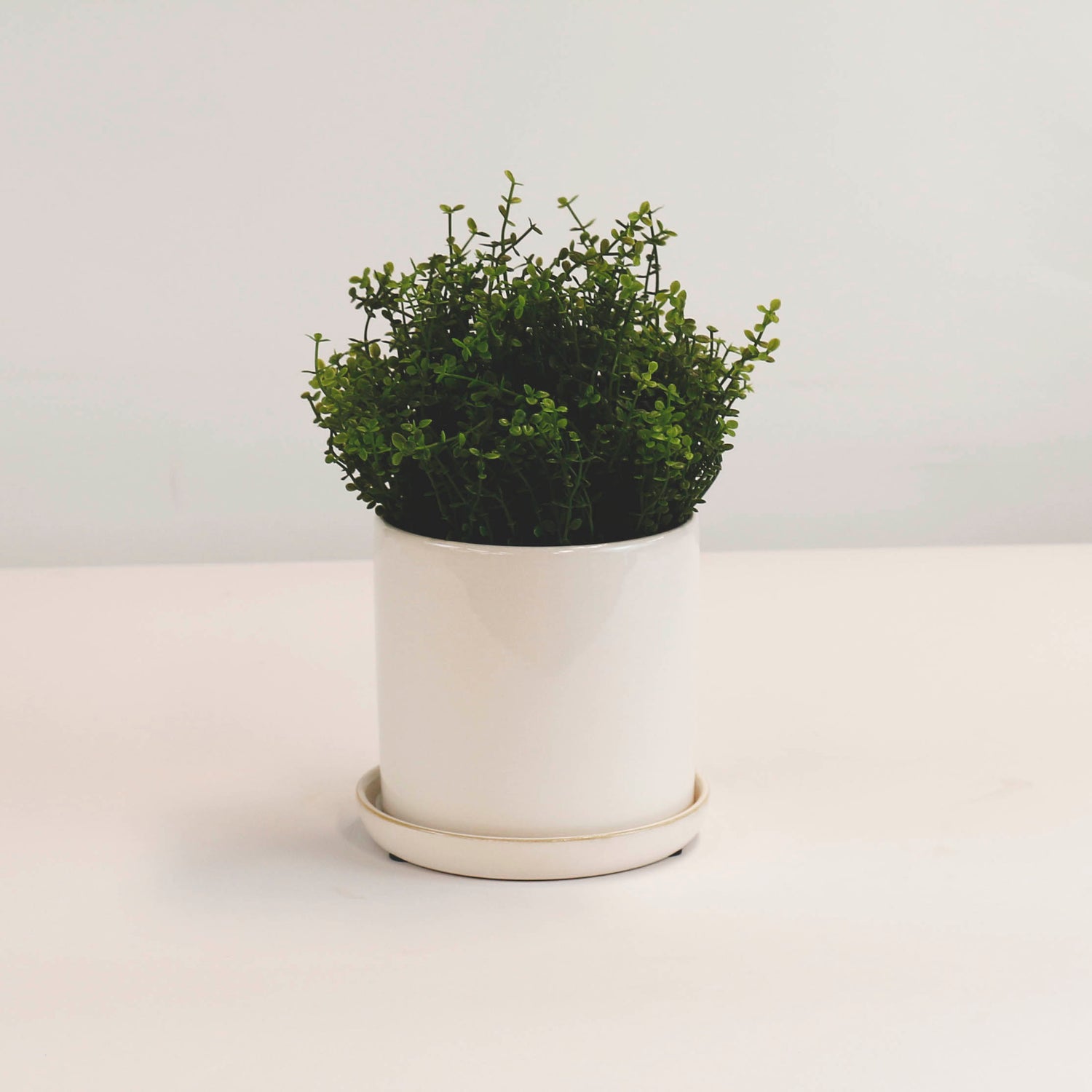 Cylinder Pots With Saucers