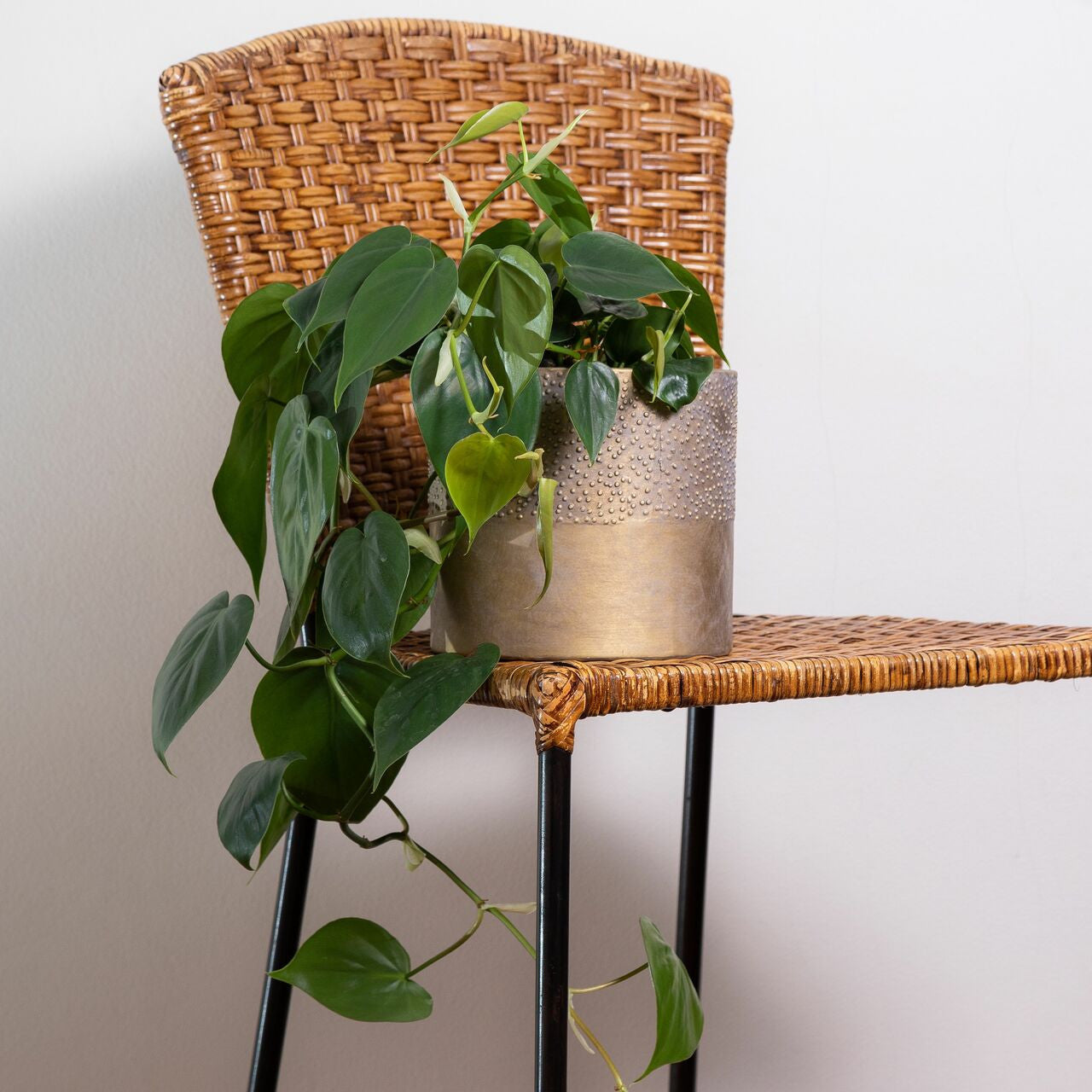 Textured Gold Pot