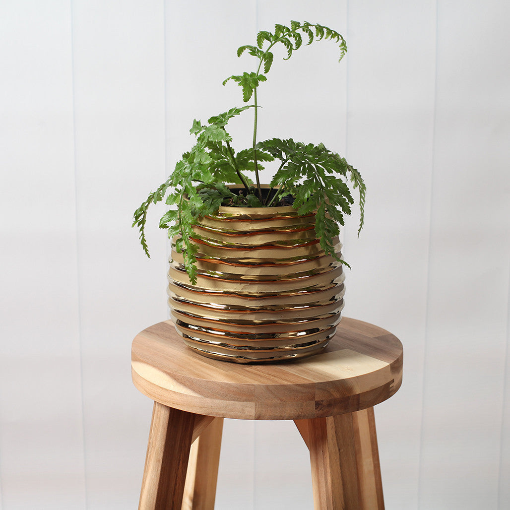 Gold Striped Ceramic Pot