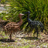 Rusty the Chick and Shadow the Chick