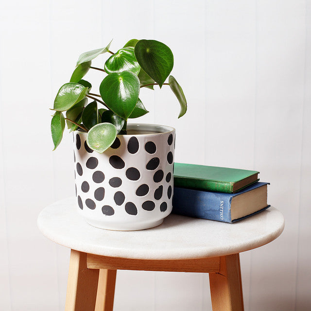 Black and White Ceramic Pot