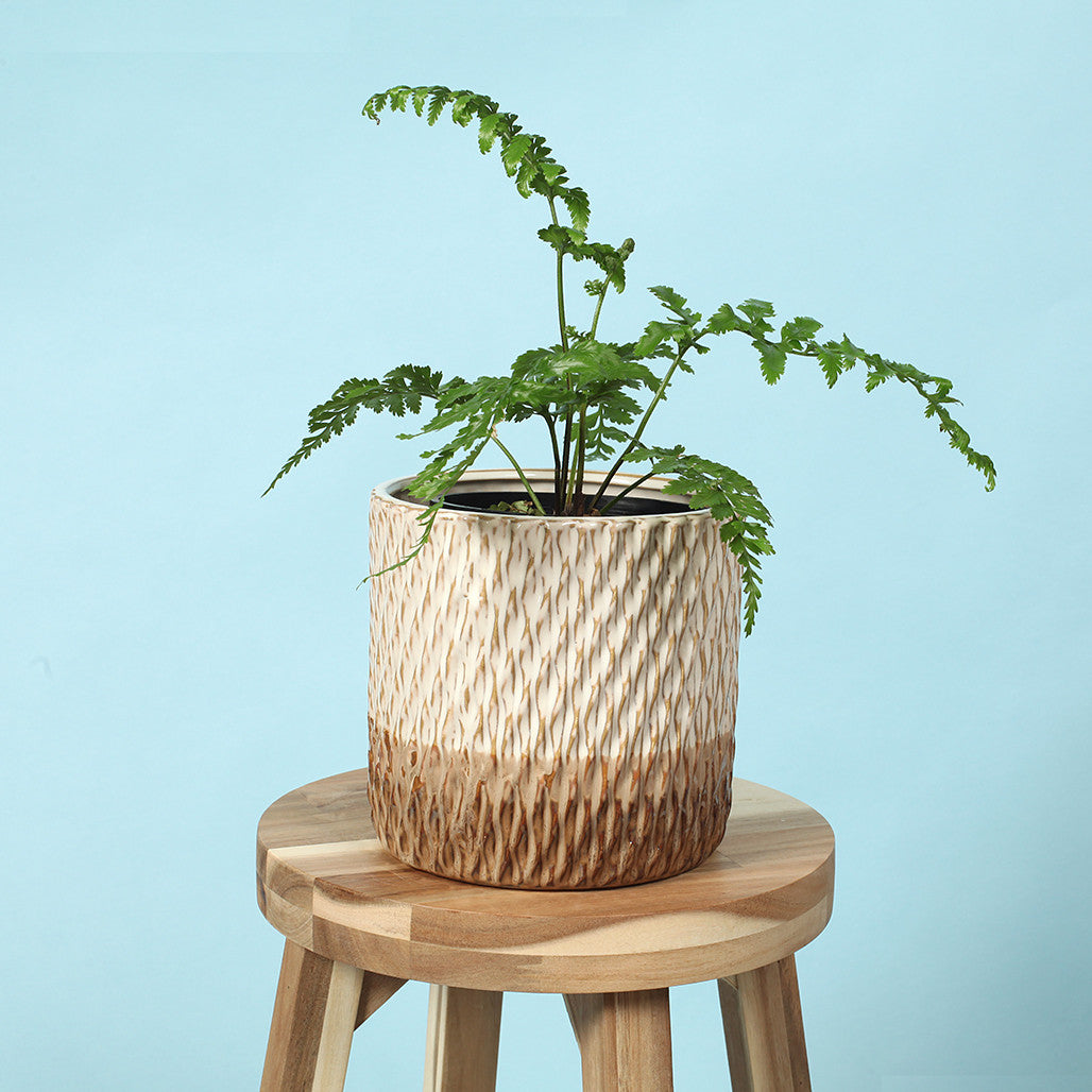 Golden Ribbed Ceramic Planter