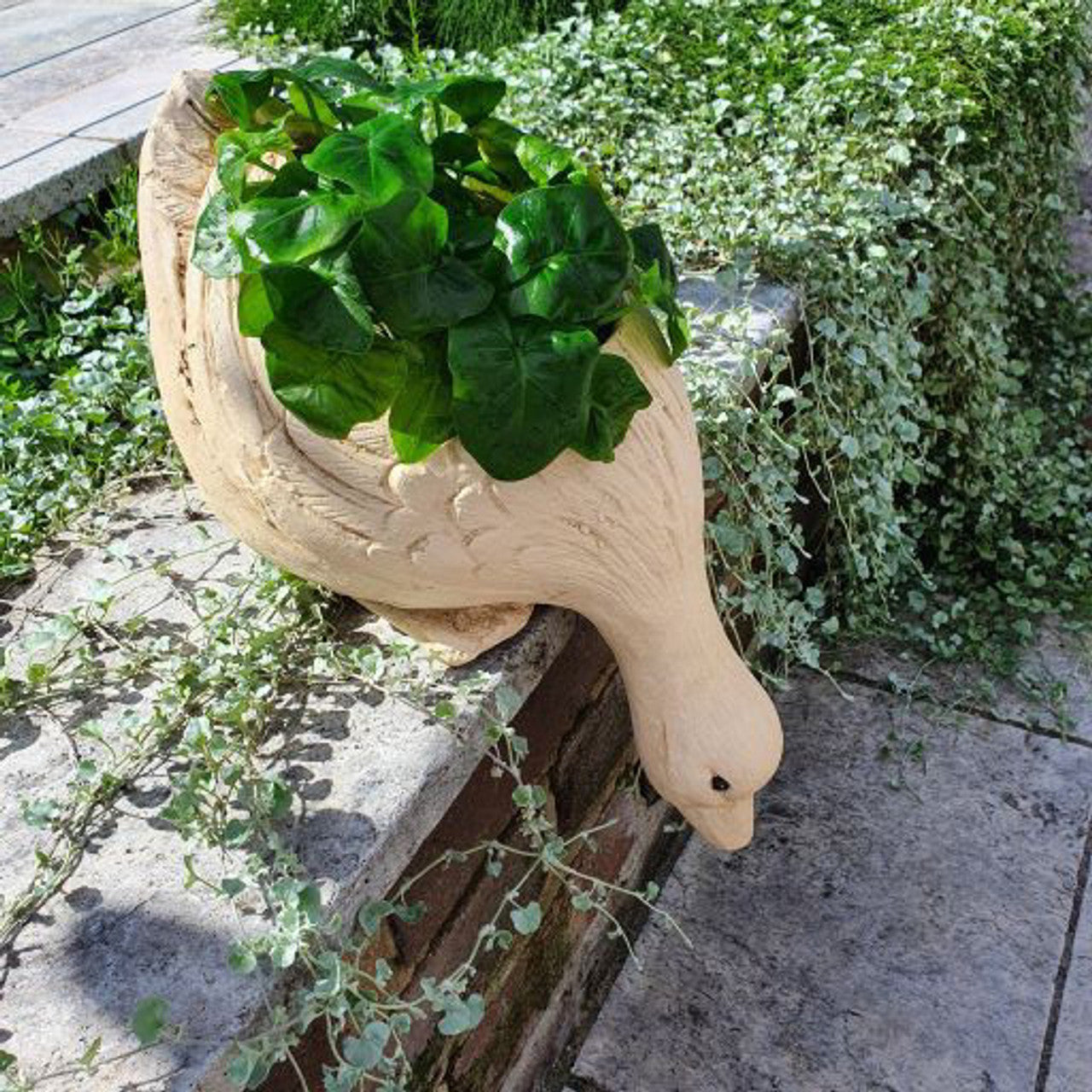 Curious Duck Planter