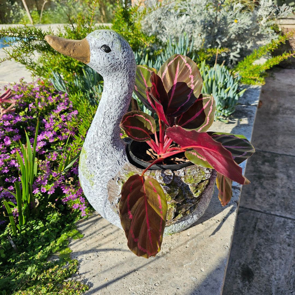DUCK PLANTER