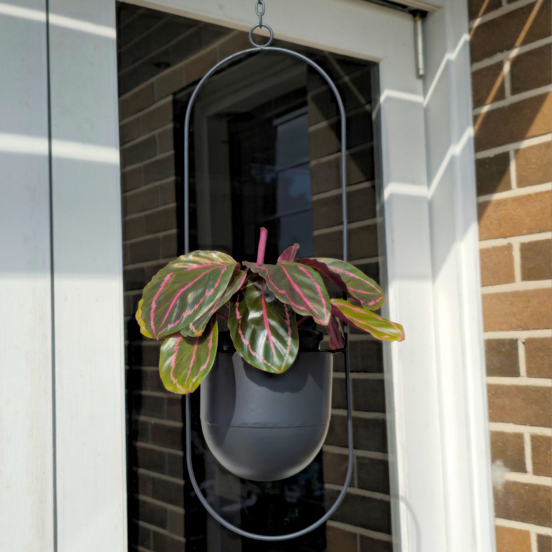 Contemporary Metal Hanging Planter