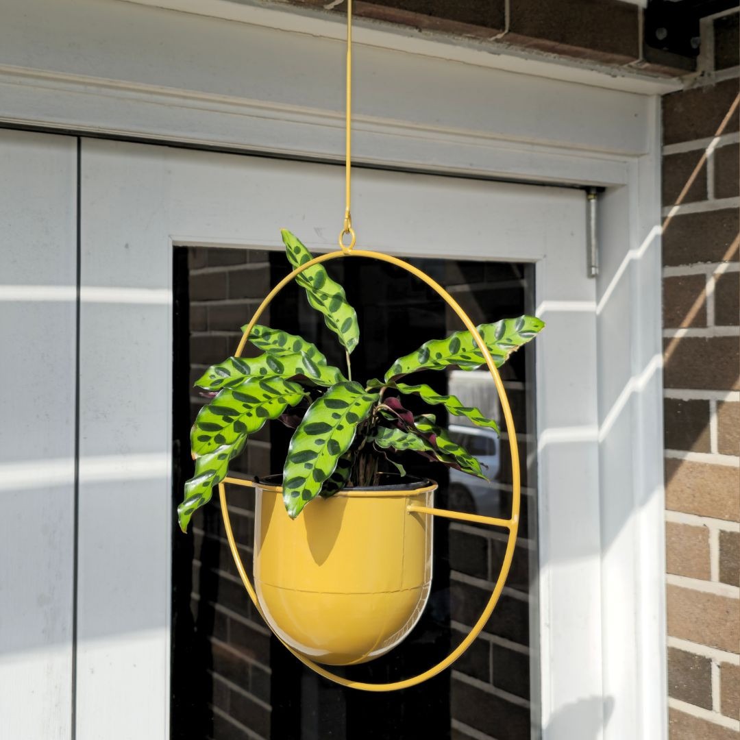 Circle Metal Hanging Planter