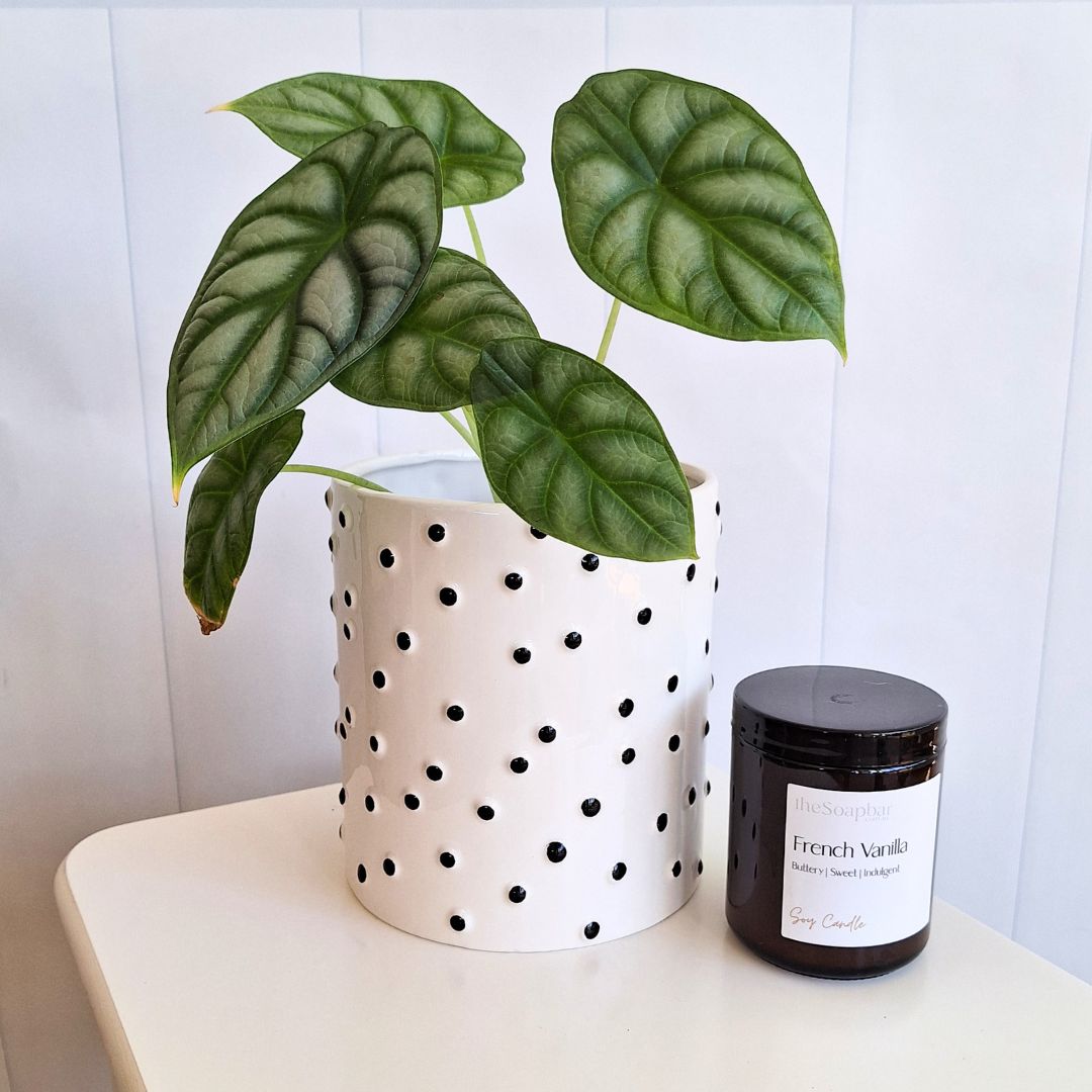 Dalmatian Pot