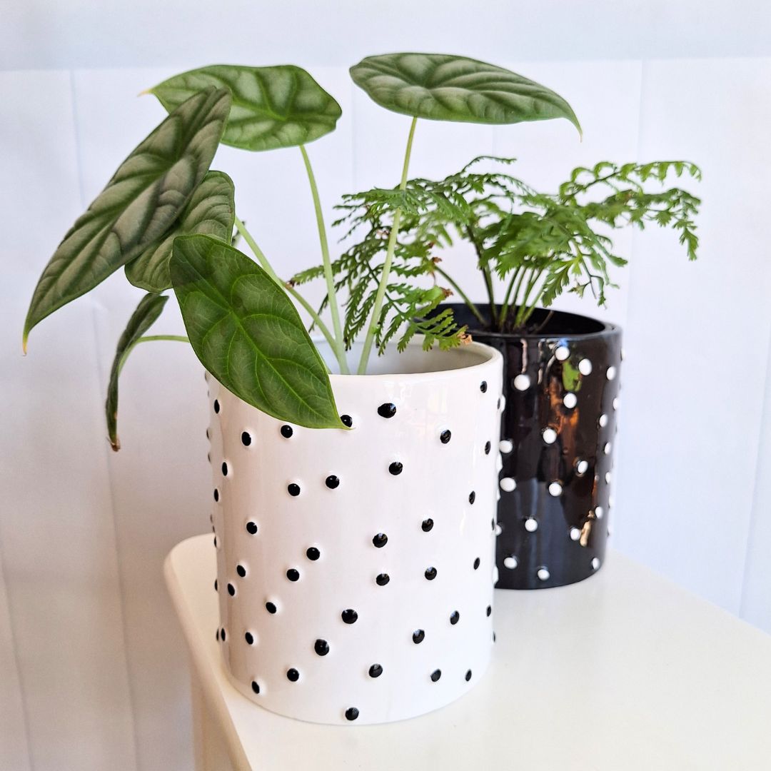 Dalmatian Pot