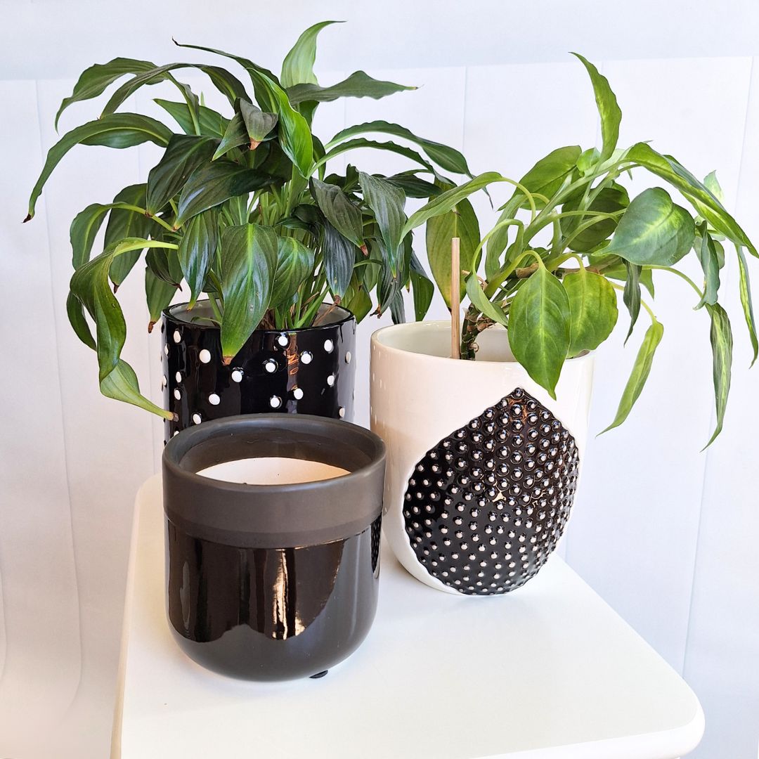 Dalmatian Pot
