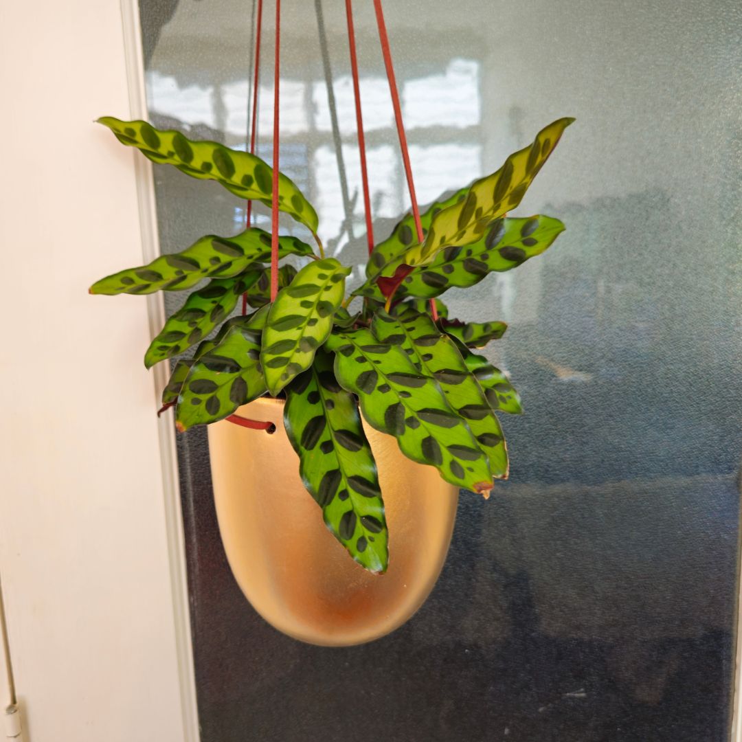 Gold Hanging Pot