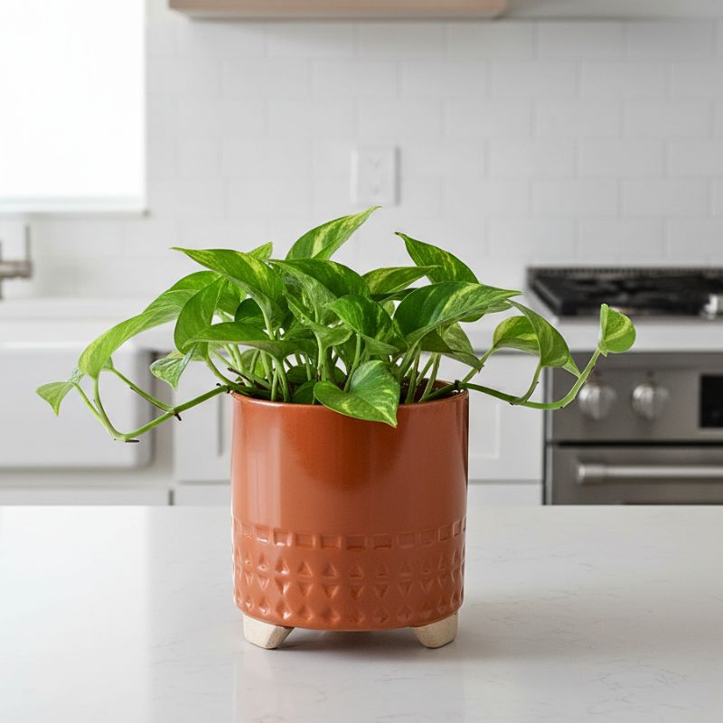 Handcrafted Ceramic Planter on Legs
