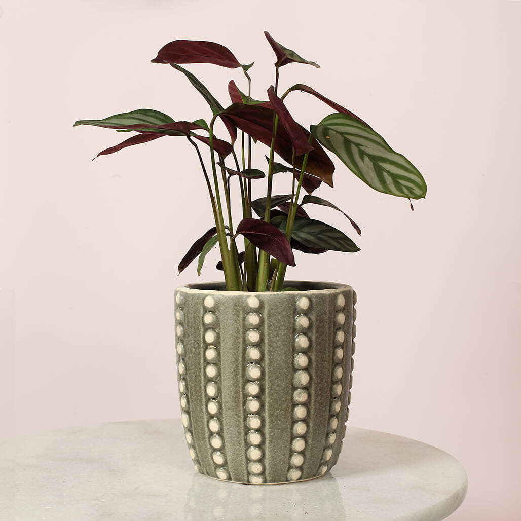 Cleo Bubble Ceramic Planter