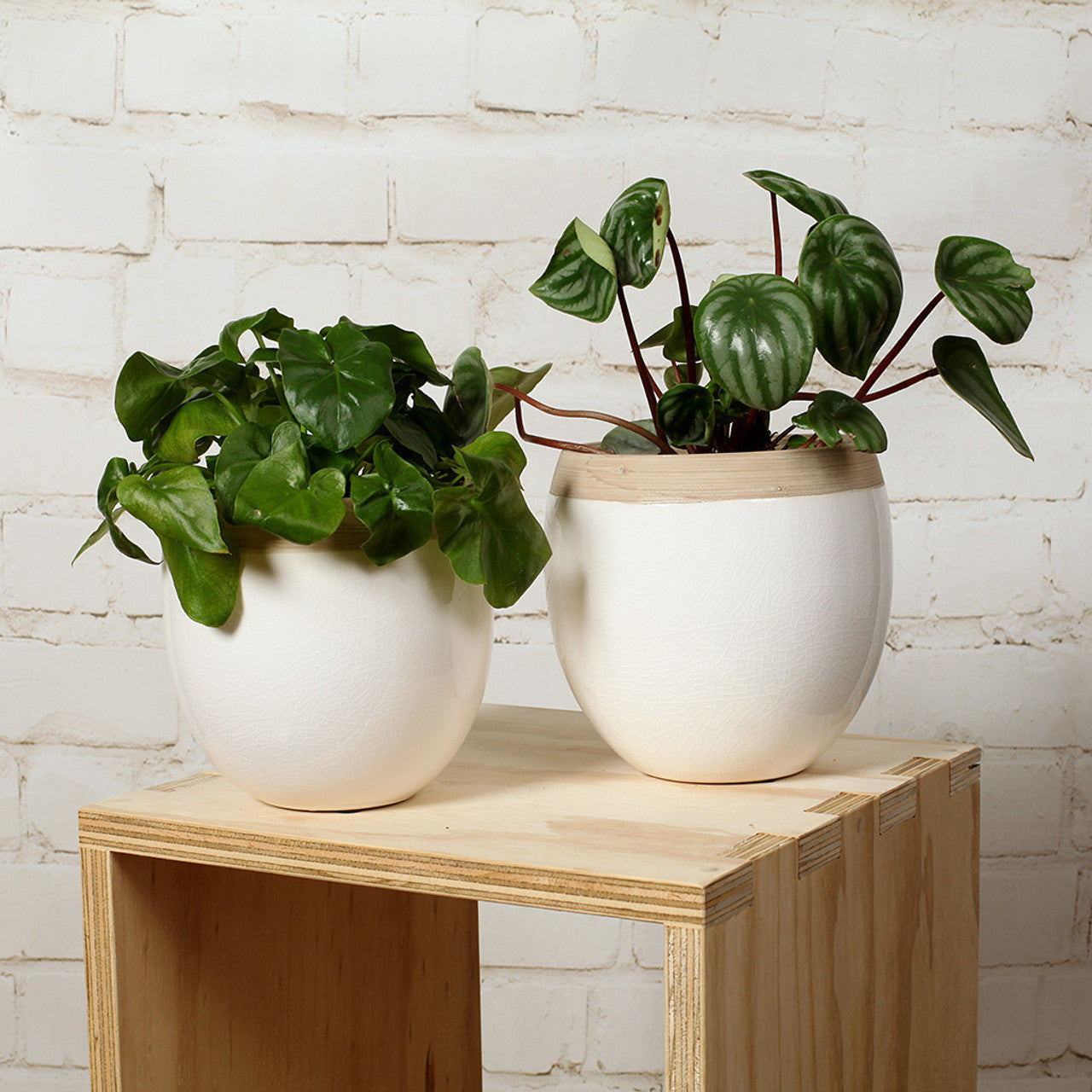 Glossy White/Natural Ceramic Pot