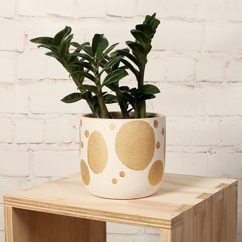 Gold Spot Ceramic Pot