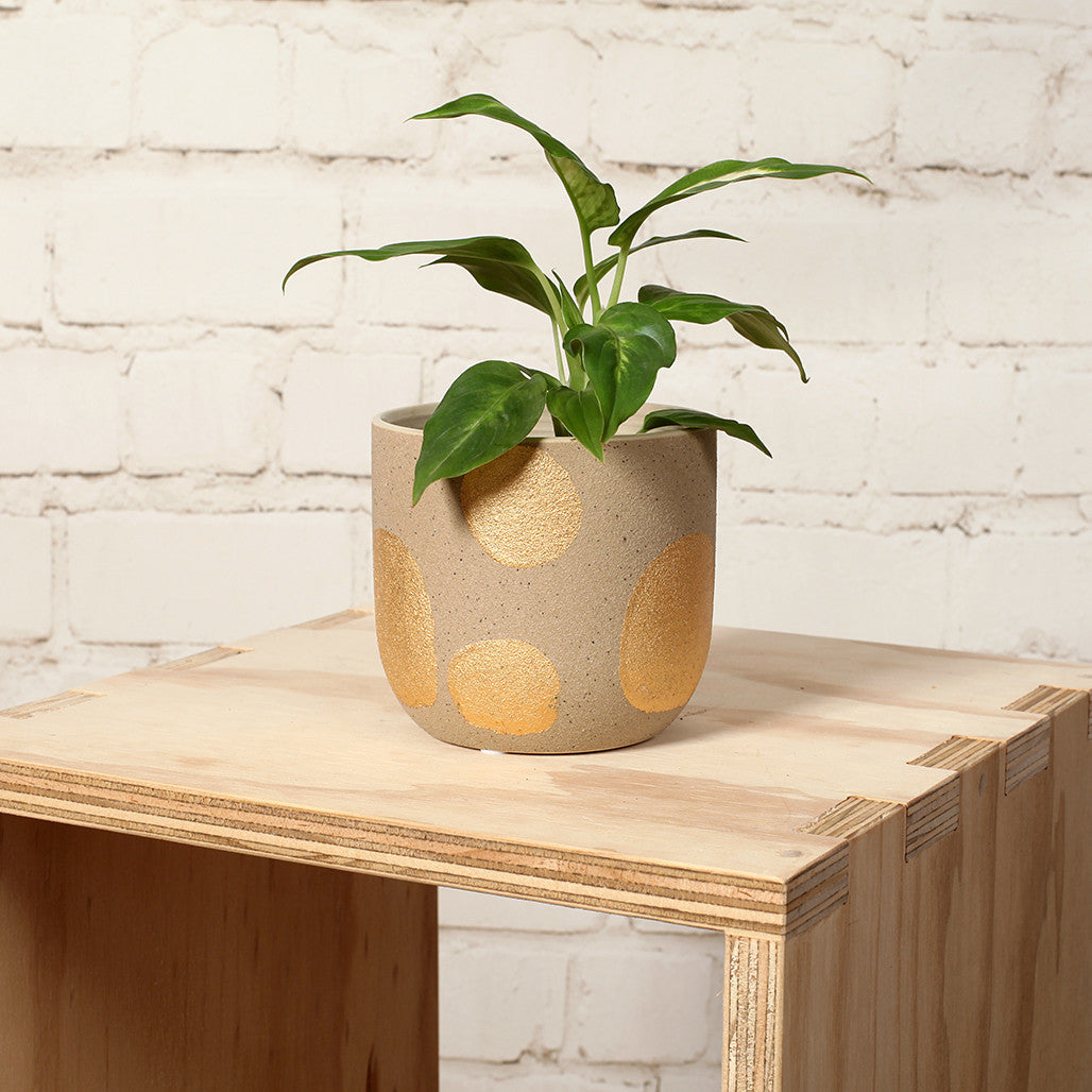 Gold Spot Ceramic Pot