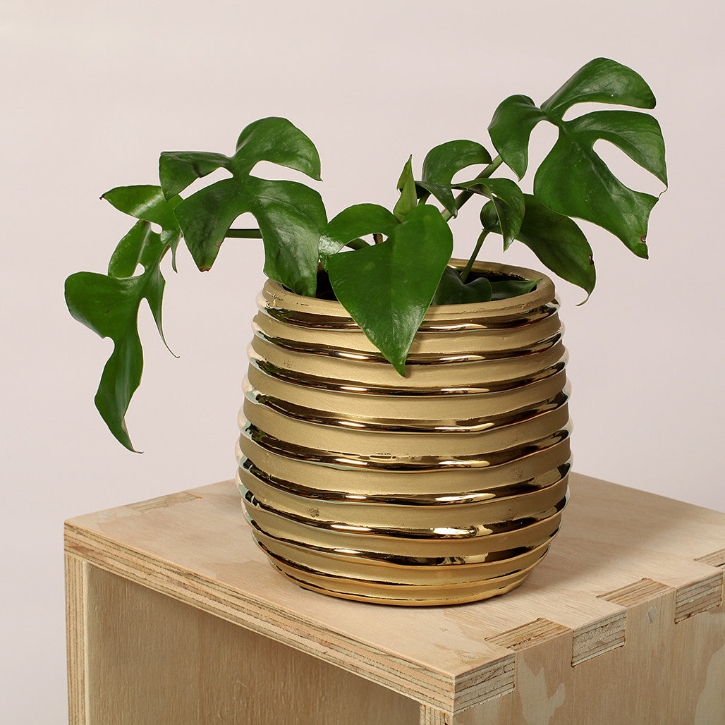 Gold Striped Ceramic Pot