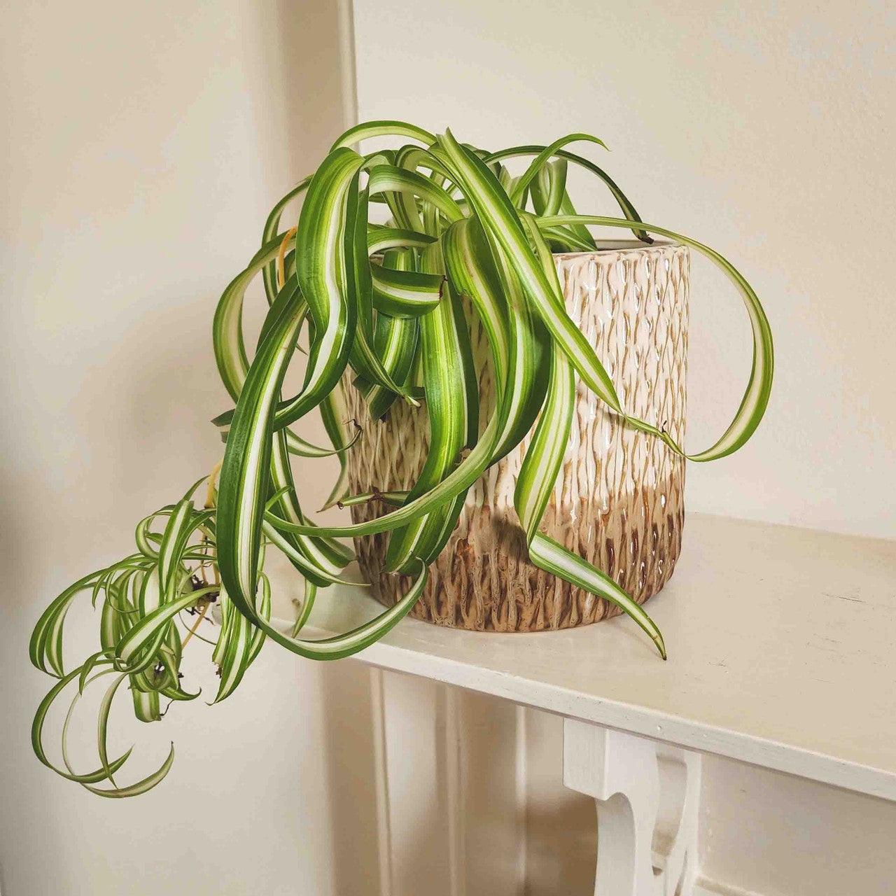 Golden Ribbed Ceramic Planter