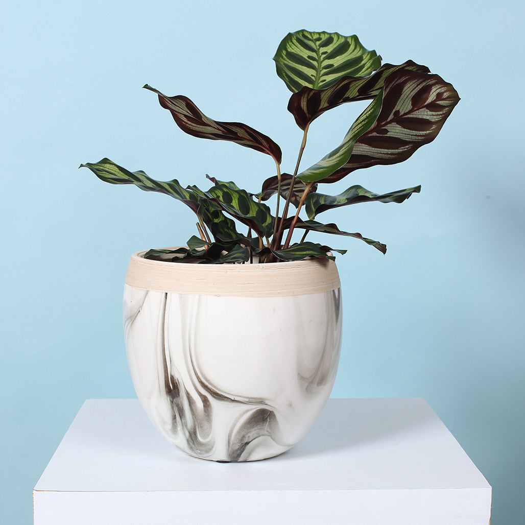 Marble Egg Ceramic Pot