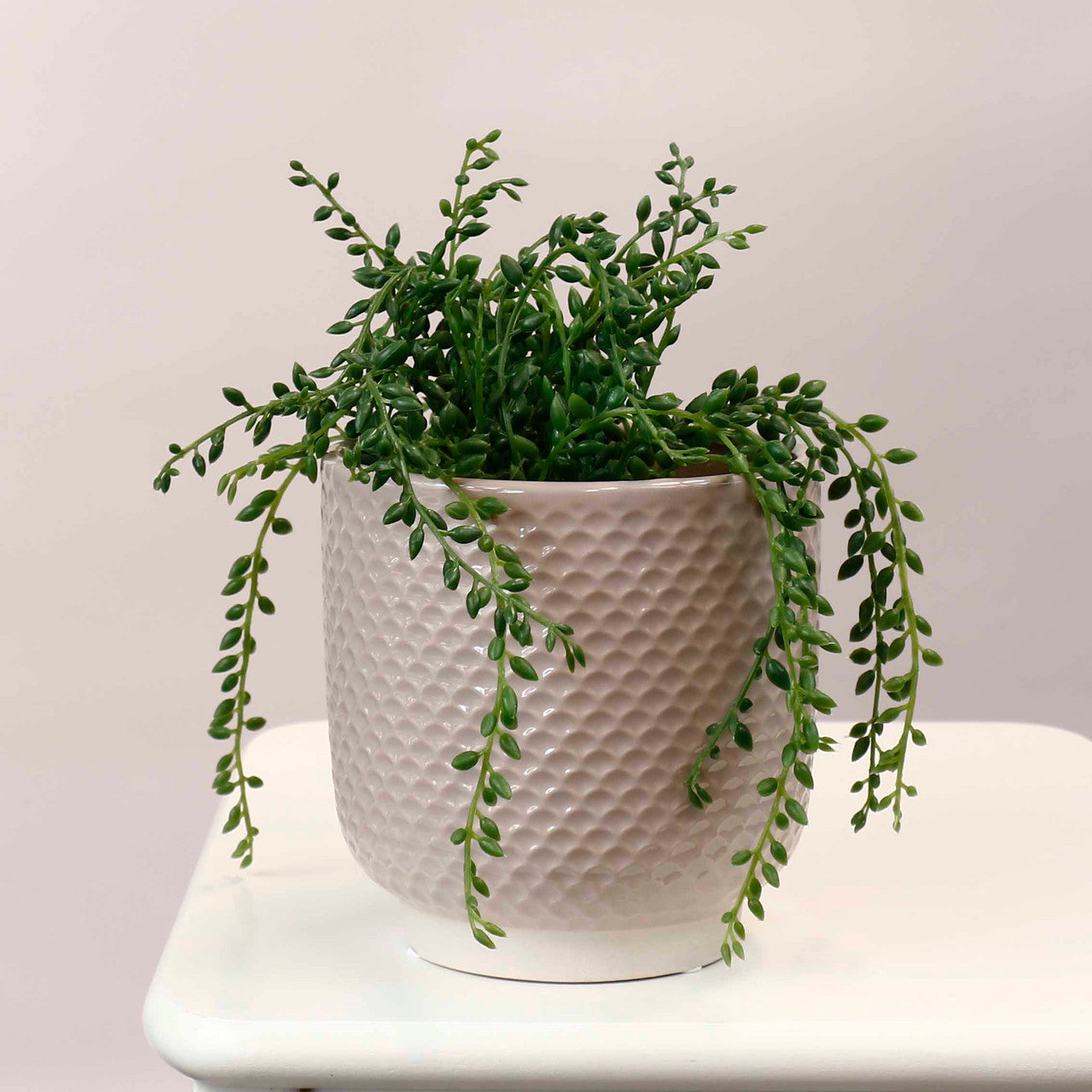 Pretty Shells Ceramic Planters