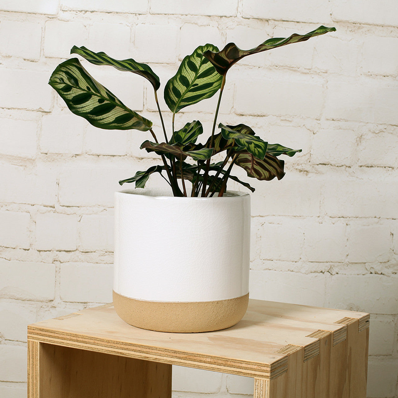 Straight Antiqued Ceramic Pot
