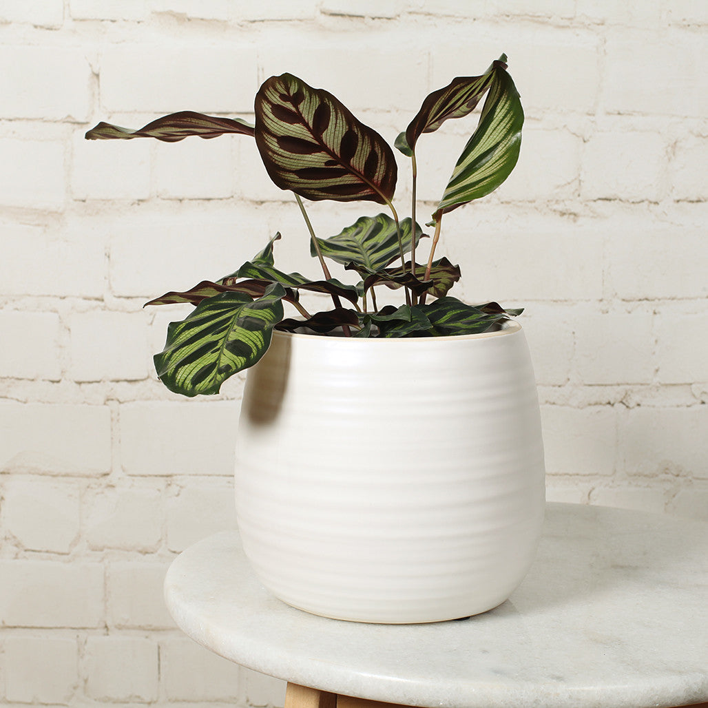 White Egg Ceramic Pot