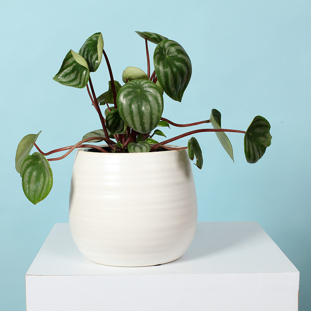 White Egg Ceramic Pot