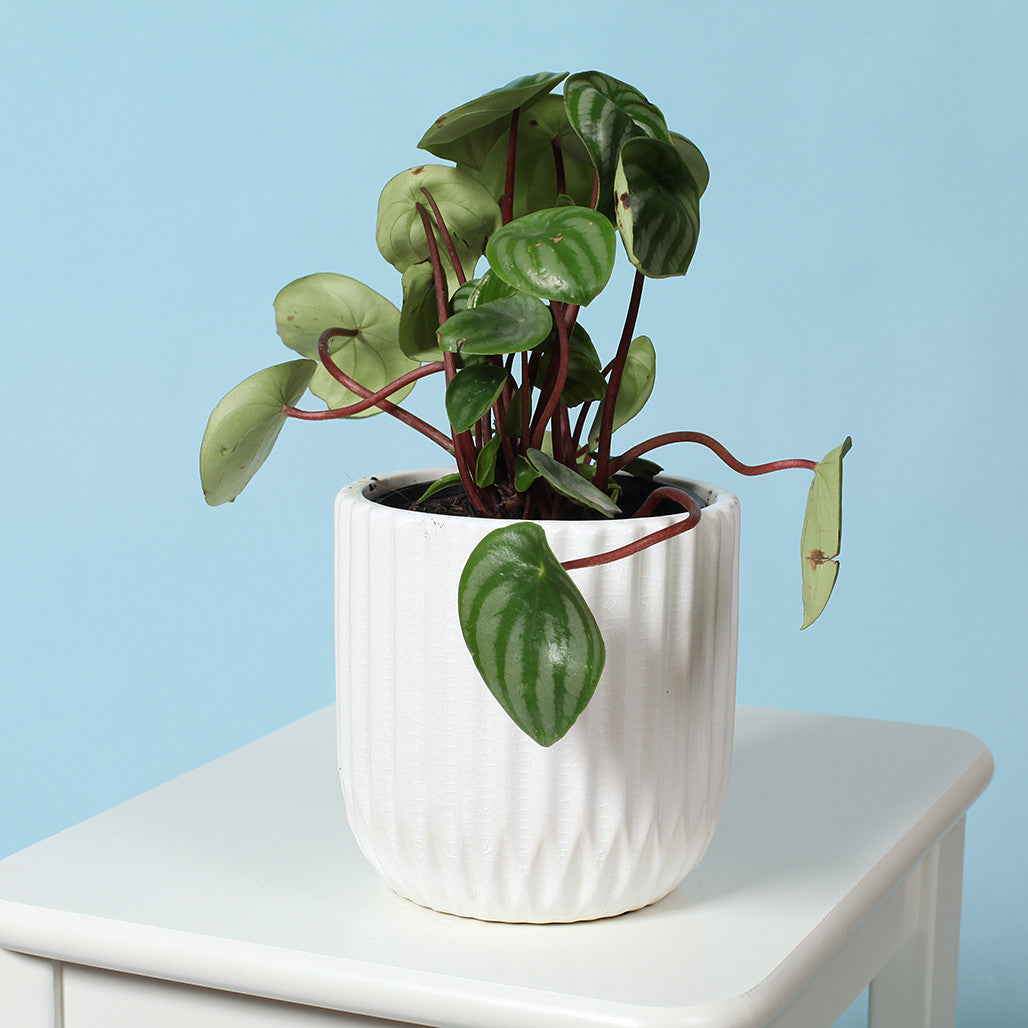 White Ribbed Ceramic Pot