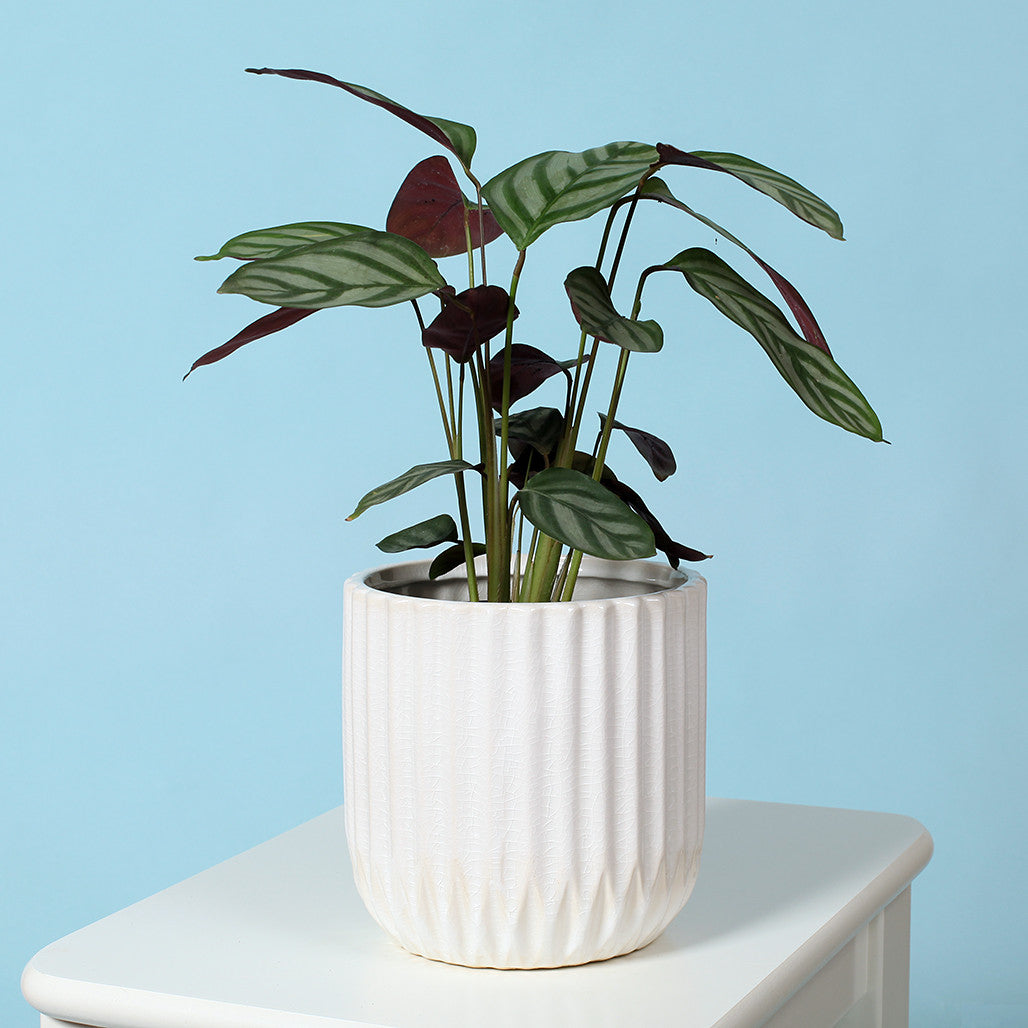 White Ribbed Ceramic Pot