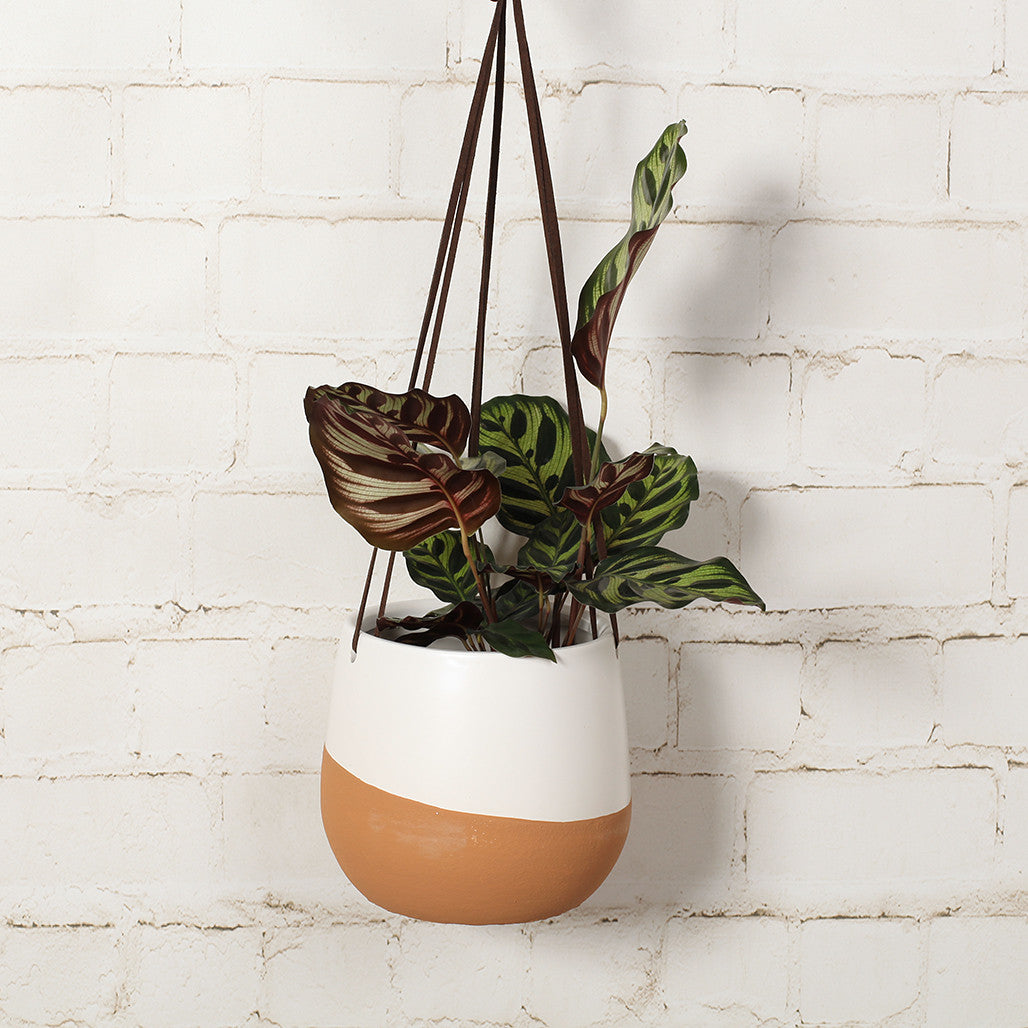 Terracotta Wave Hanging Pot