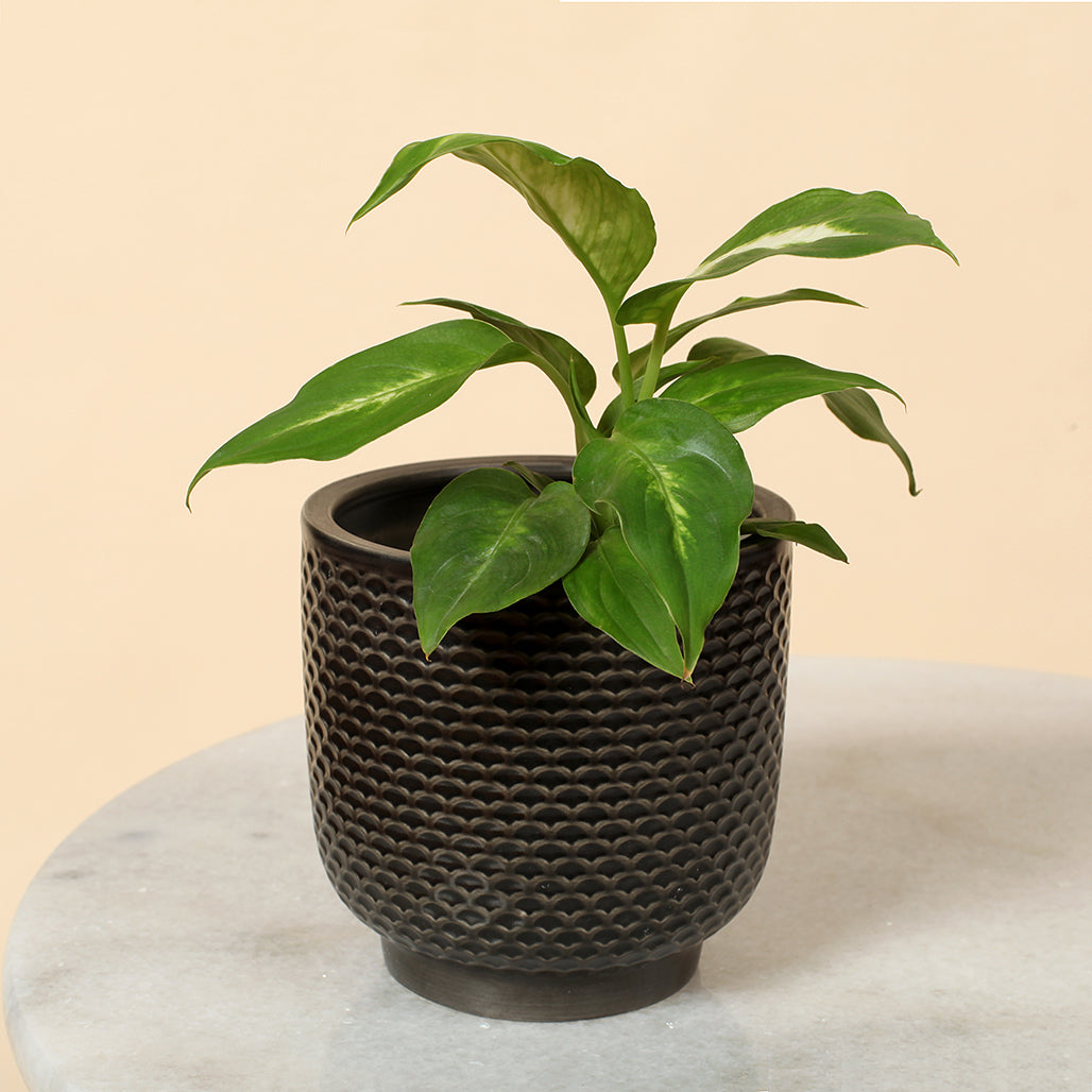 Pretty Shells Ceramic Planters