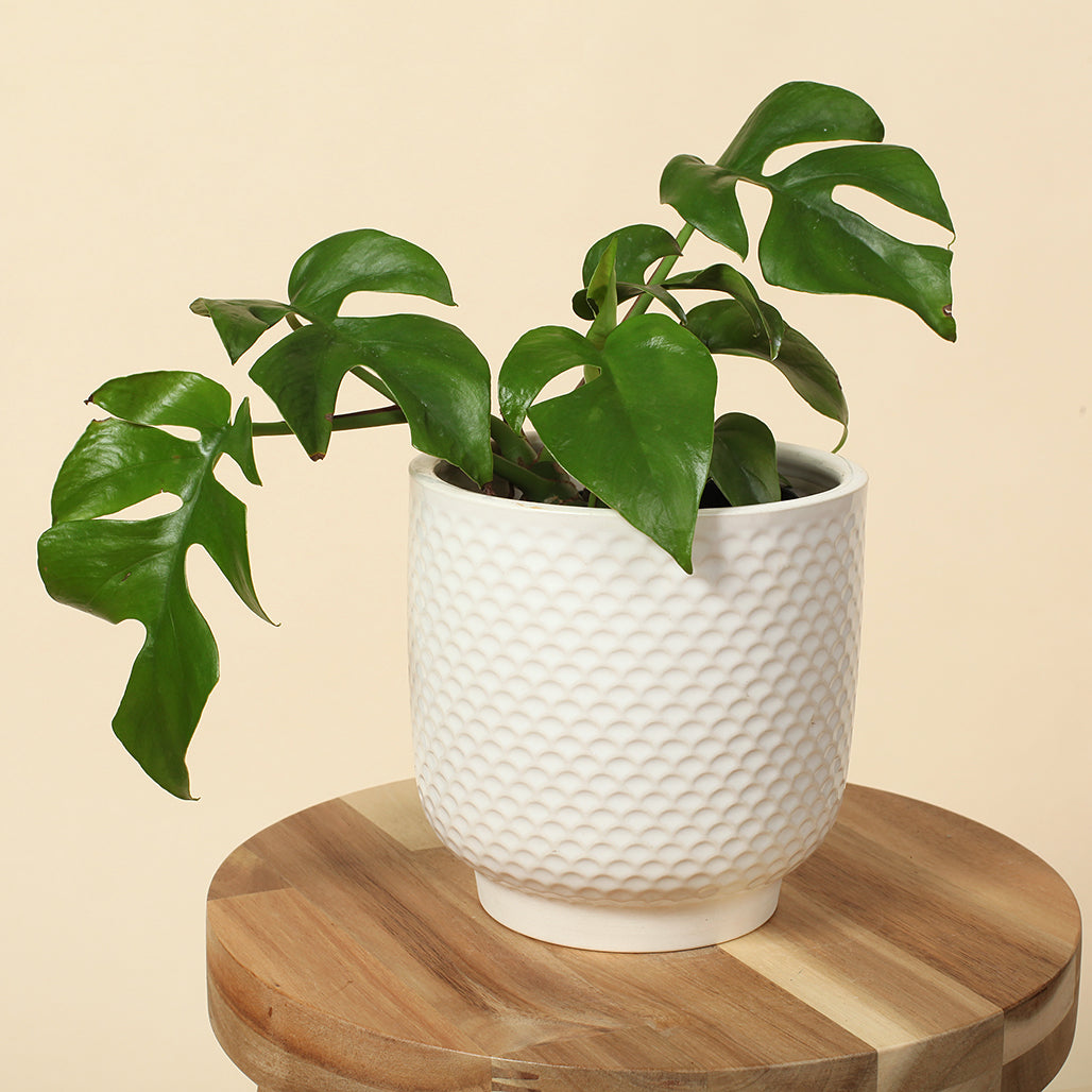 Pretty Shells Ceramic Planters