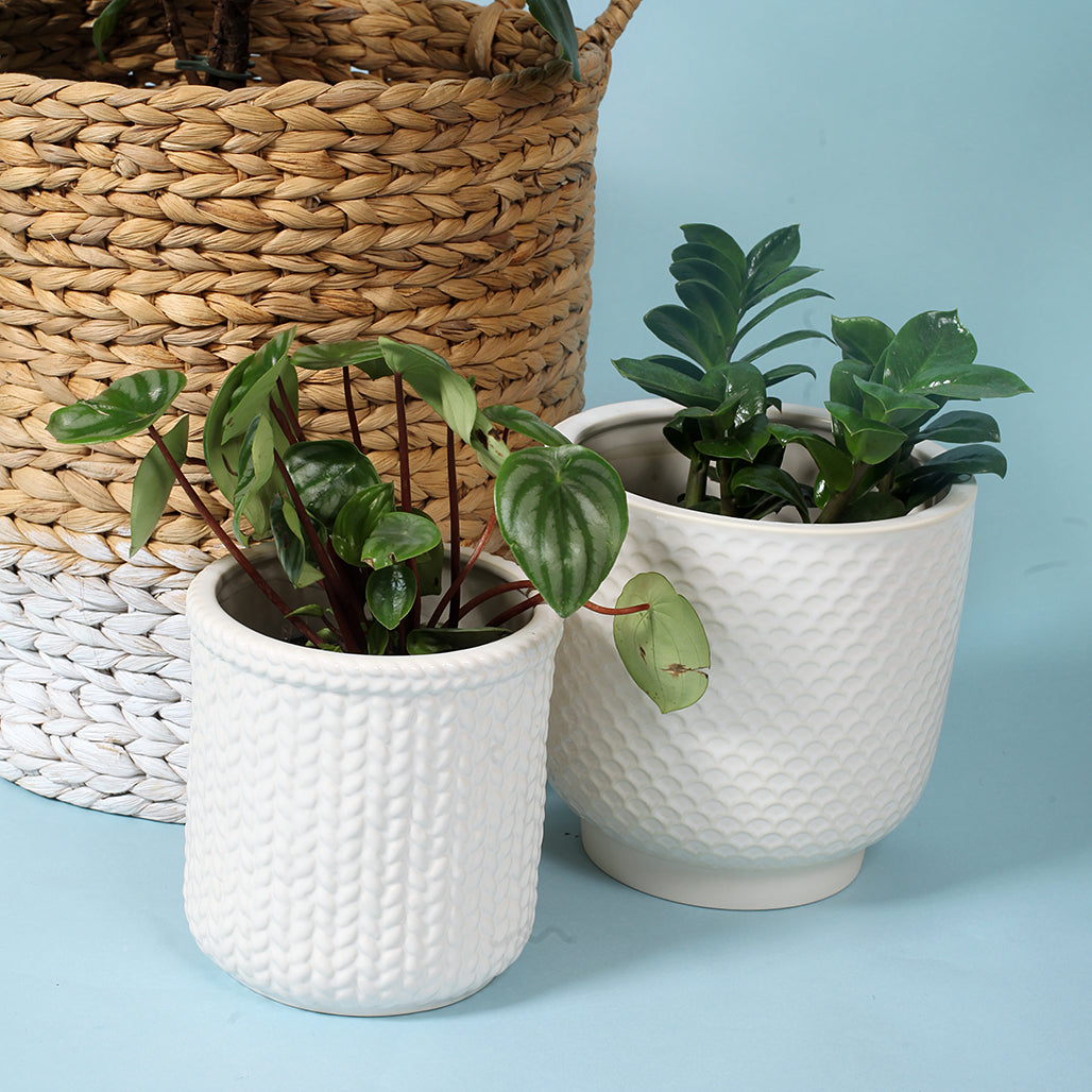 Pretty Shells Ceramic Planters