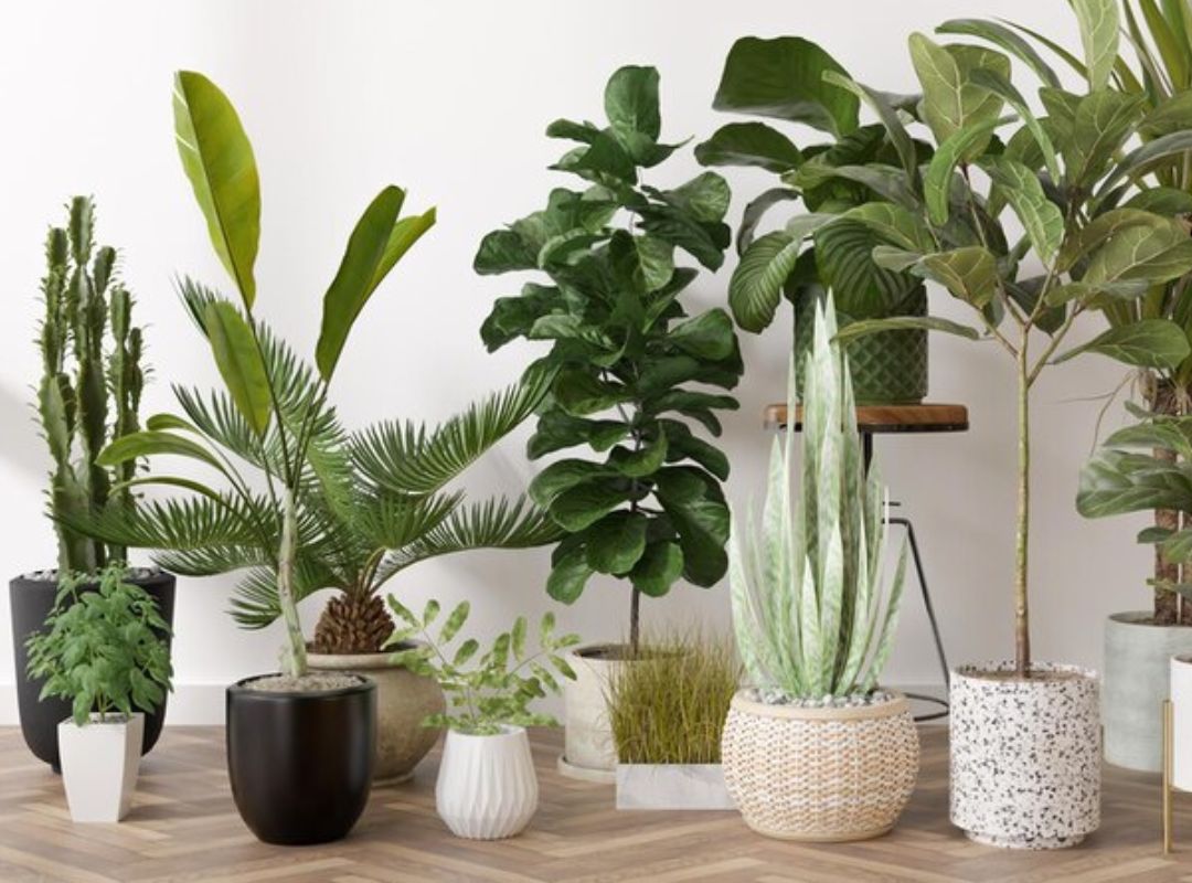 6 Good Reasons To Have More Indoor Plants