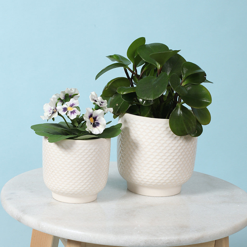 Pretty Shells Ceramic Planters