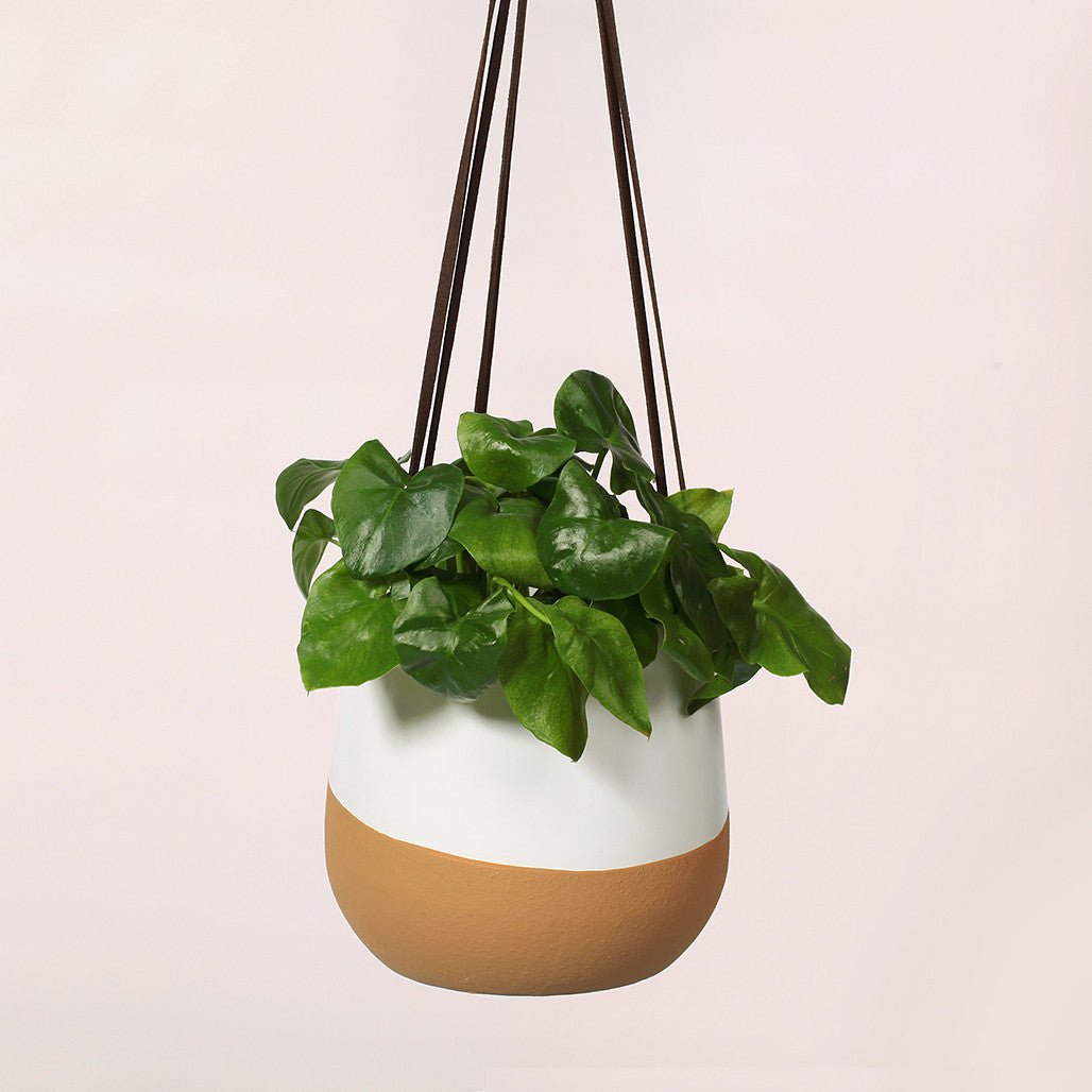 Terracotta Wave Hanging Pot