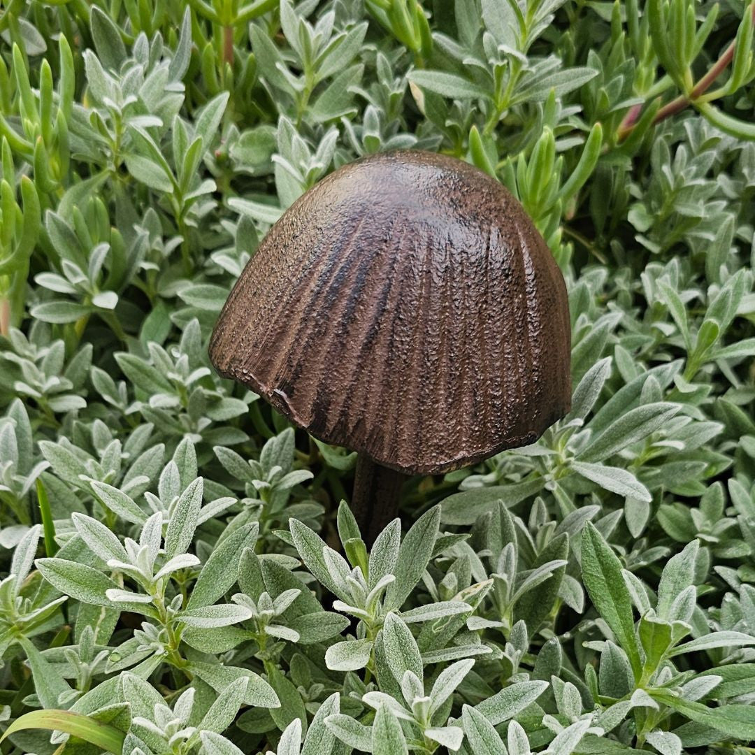 Cast Iron Cap Mushroom