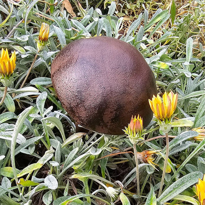 Cast Iron Dome Mushroom