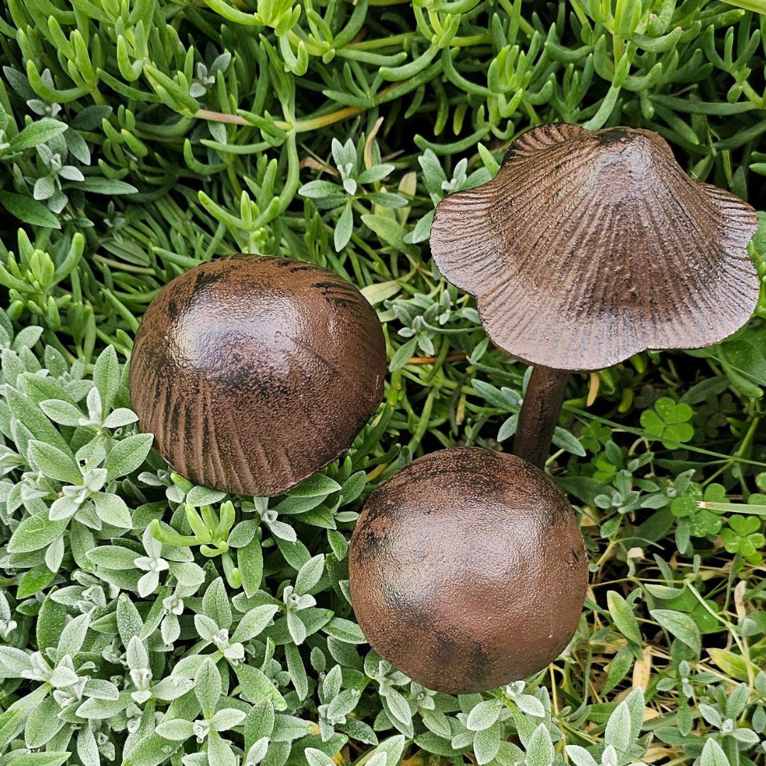 Cast Iron Cap Mushroom