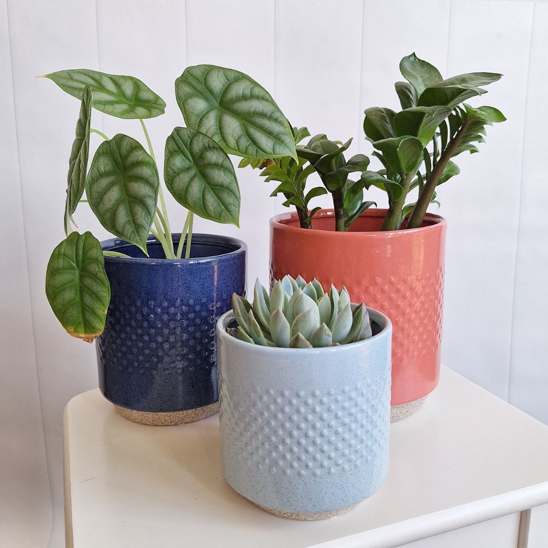 Embossed Ceramic Spot Pots