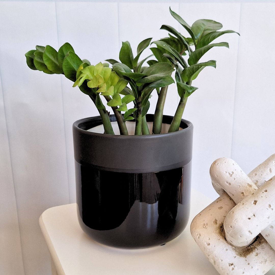 Glossy Black Ceramic Pot