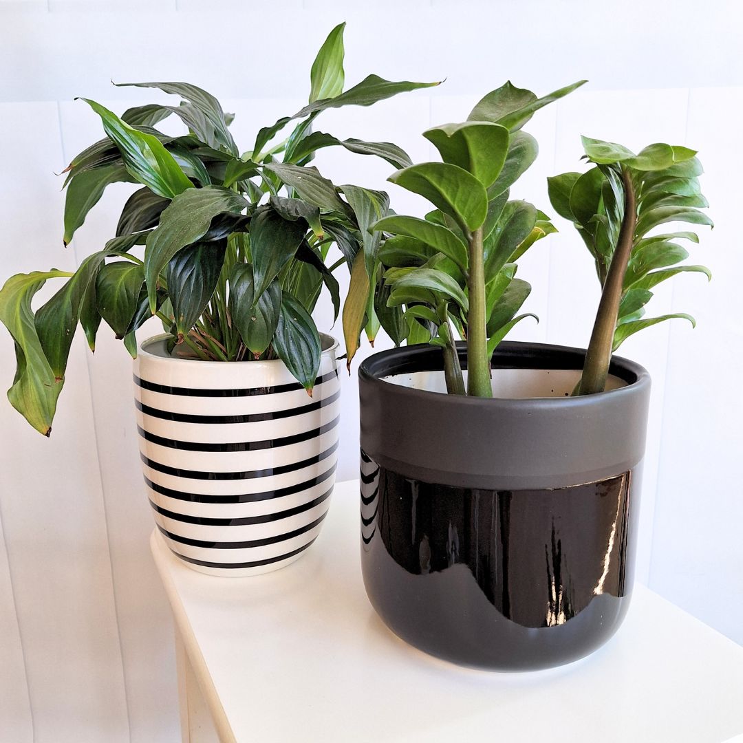 Glossy Black Ceramic Pot