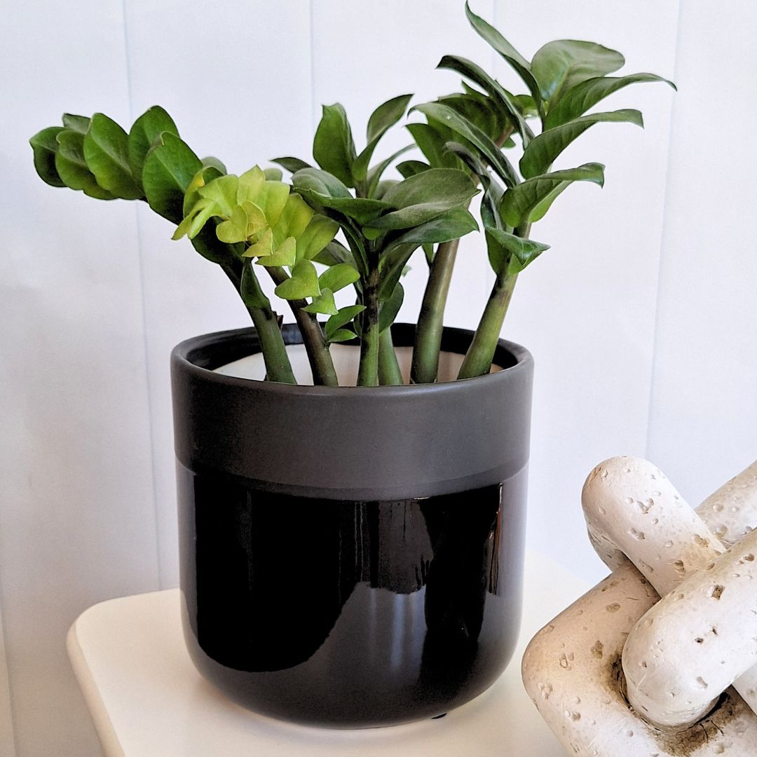 Glossy Black Ceramic Pot