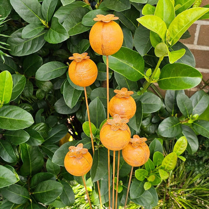 Rust Poppy Buds Stake