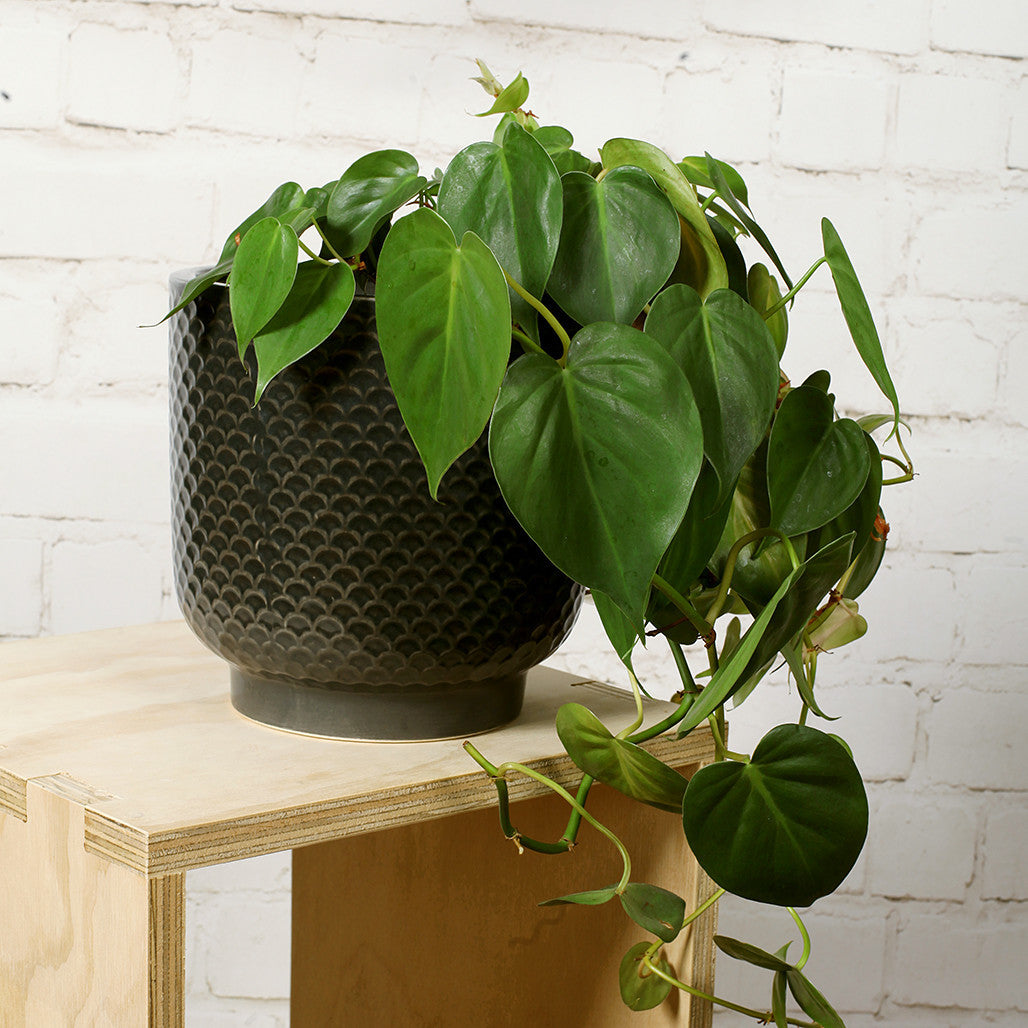 Extra Large Shell Ceramic Planter