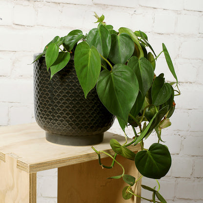 Extra Large Shell Ceramic Planter