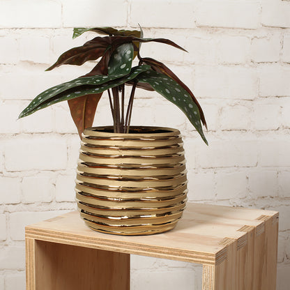 Gold Striped Ceramic Pot