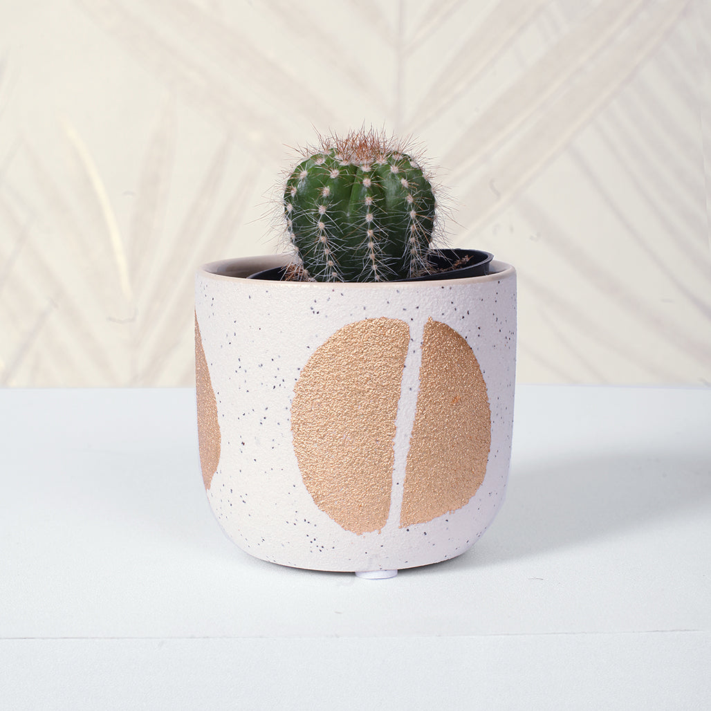 Gold Spot Ceramic Pot